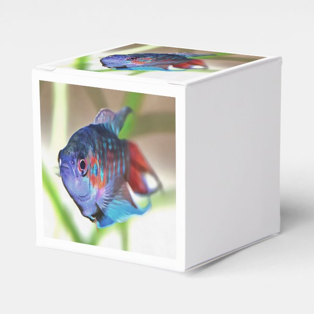 Macropodus Opercularis Aquarium Fish Favor Box (Front Side)