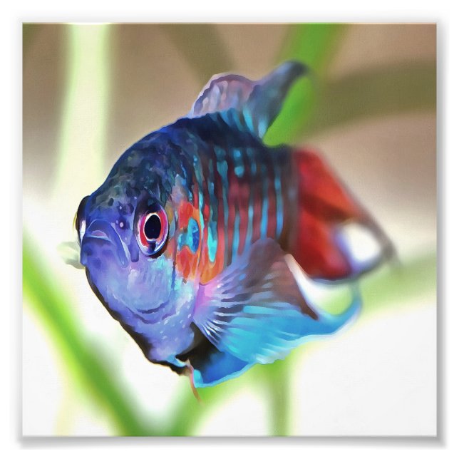 Macropodus Opercularis Aquarium Fish Photo Print (Front)