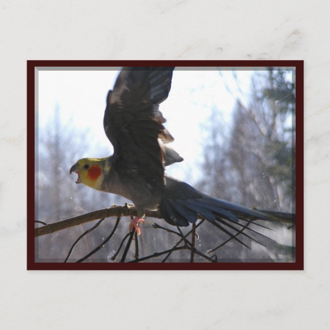 mad bird Postcards (Front)