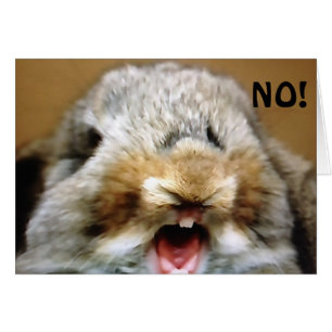 MAD RABBIT DIT QUE "NON" VOUS NE POUVEZ PAS ÊTRE "
