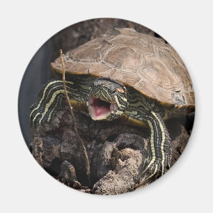 Mad Turtle Magnet