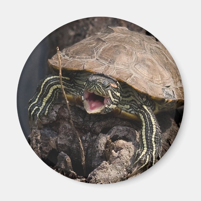 Mad Turtle Magnet (Front)