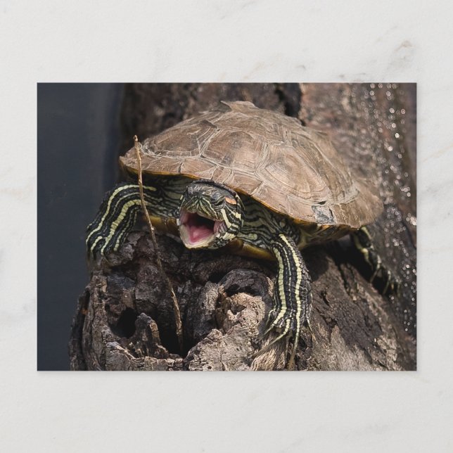 Mad Turtle Postcard (Front)