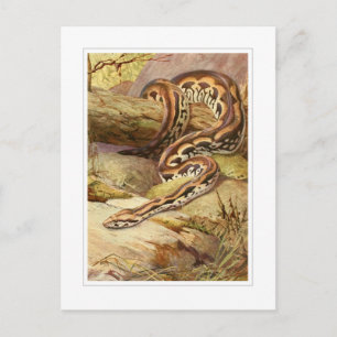 Madagascan Boa Postcard
