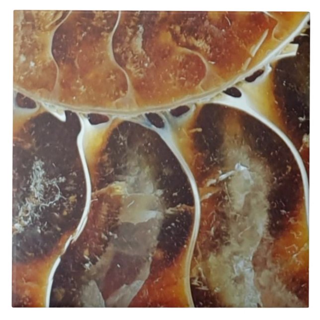 Madagascar ammonite large tile (Front)