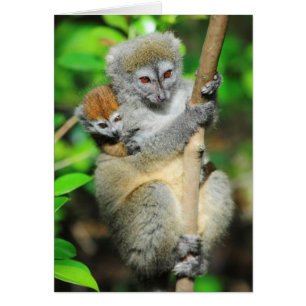 Madagascar, Andasibe, Ile Aux Lemuriens, Mother
