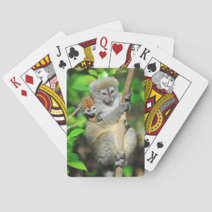 Madagascar, Andasibe, Ile Aux Lemuriens, Mother Playing Cards