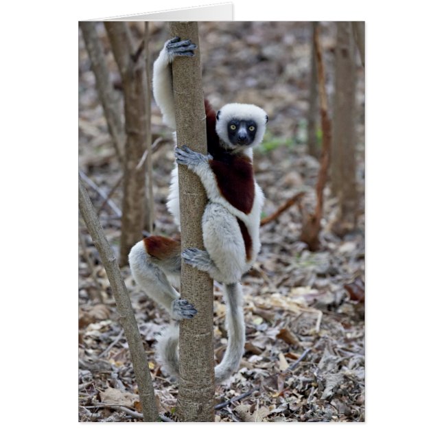 Madagascar, Ankarafantsika Reserve; Ampijoroa; (Front)