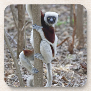 Madagascar, Ankarafantsika Reserve; Ampijoroa; Coaster