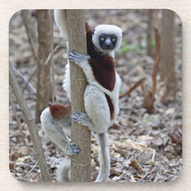 Madagascar, Ankarafantsika Reserve; Ampijoroa; Coaster (Front)