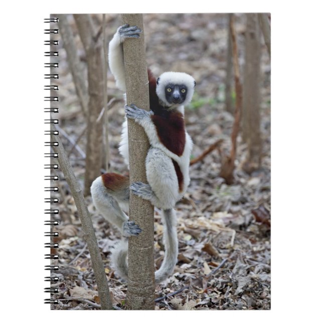 Madagascar, Ankarafantsika Reserve; Ampijoroa; Notebook (Front)