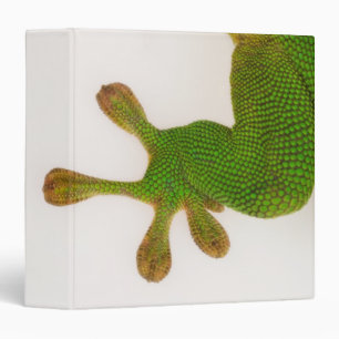 Madagascar day gecko (Phelsuma madagascariensis 2 Binder
