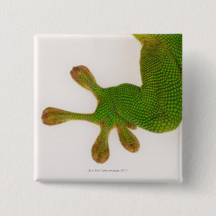 Madagascar day gecko (Phelsuma madagascariensis 2 Inch Square Button