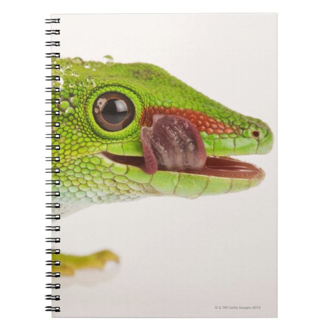 Madagascar day gecko (Phelsuma madagascariensis Notebook (Front)