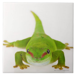 Madagascar day gecko (Phelsuma madagascariensis) Tile