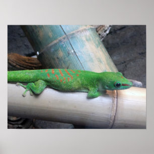 Madagascar Giant Day Gecko Photo Poster