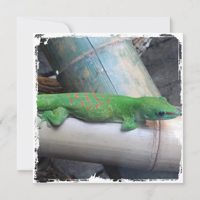 Madagascar Giant Day Gecko Square Invitations (Front)