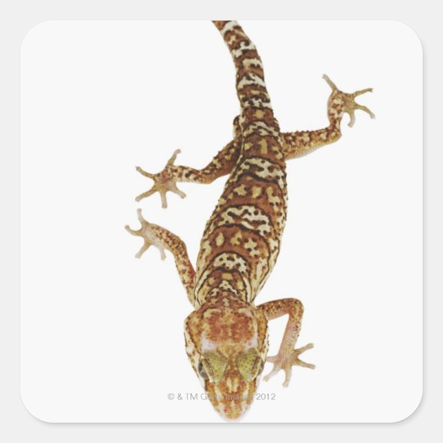 Madagascar ground gecko (Paroedura pictus) on Square Sticker (Front)