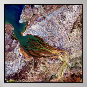 Madagascar Jellyfish Poster