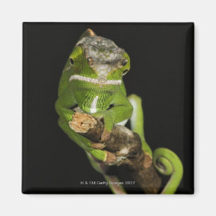 Madagascar Magnet