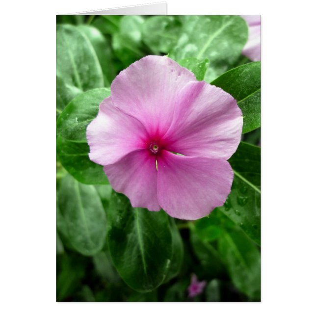 Madagascar Periwinkle - 'Buster de la leucémie' (Devant)