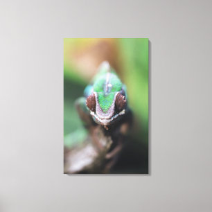 Madagascar, Red bar Panther Chameleon Canvas Print