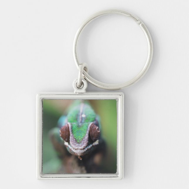 Madagascar, Red bar Panther Chameleon Keychain (Front)