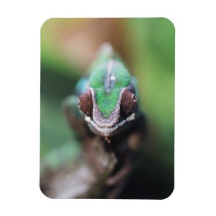 Madagascar, Red bar Panther Chameleon Magnet