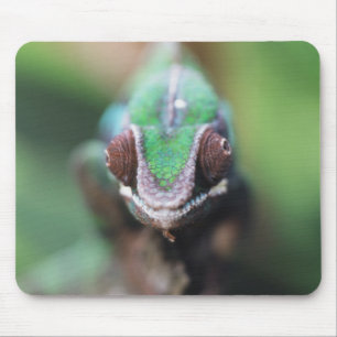 Madagascar, Red bar Panther Chameleon Mouse Pad