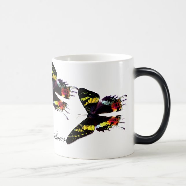 Madagascar Sunset Moth Magic Mug (Right)