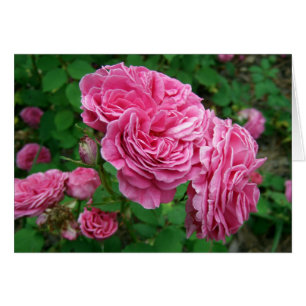 Madame Isaac Pereire