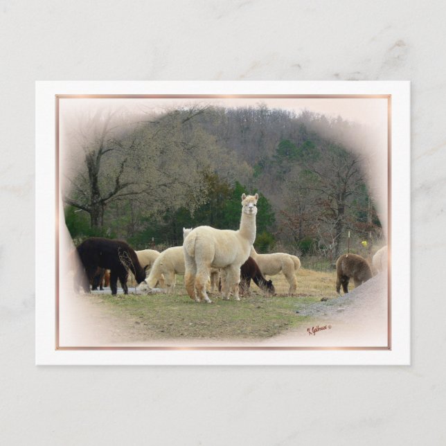 Madame Pompadour Postcard (Front)