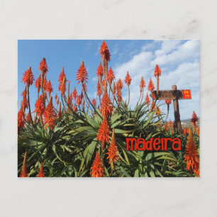 Madeira Aloe postcard, customize Postcard