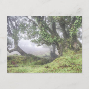 Madeira - Laurel tree in the fog postcard