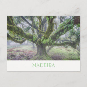 Madeira - Laurel tree postcard with text