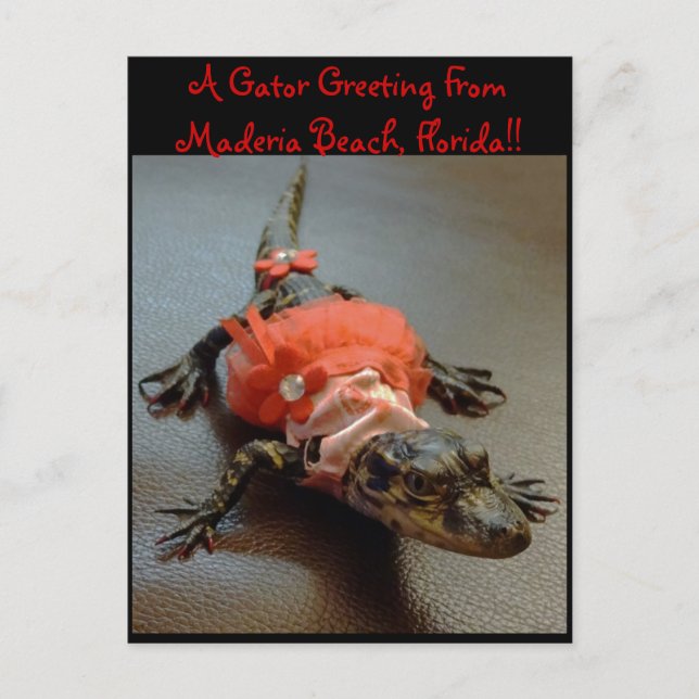 Maderia Beach, Floride Gator Carte postale de voeu (Devant)