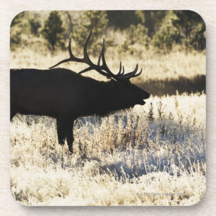 Madison River, Yellowstone NP, Wyoming, USA Coaster