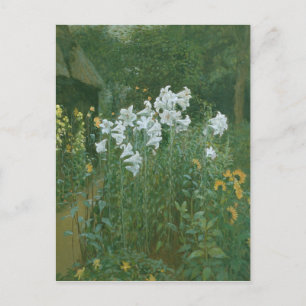 Madonna Lilies in a Garden Postcard