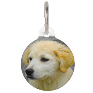 Maemmar Sheepdog. Pet Tag