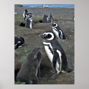 Magdalena Island Penguin Colony Poster