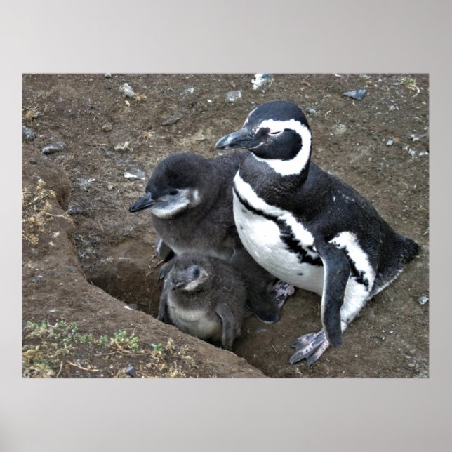 Magellanic Penguin Family Poster (Front)