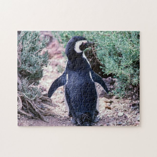 Magellanic Penguin in Peninsula Valdes - Argentina Jigsaw Puzzle (Horizontal)