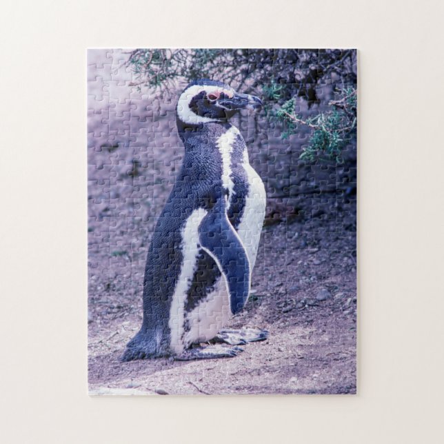 Magellanic Penguin in Peninsula Valdes - Argentina Jigsaw Puzzle (Vertical)
