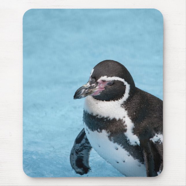 Magellanic Penguin Mousepad (Front)