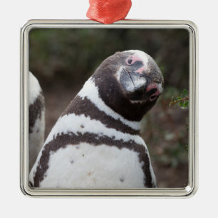 Magellanic Penguin Portrait Metal Ornament