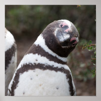 Magellanic Penguin Portrait