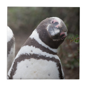 Magellanic Penguin Portrait Tile