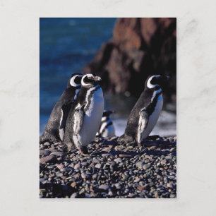Magellanic Penguin Postcard