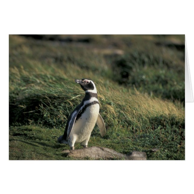 Magellanic Penguin (Spheniscus magellanicus), (Front Horizontal)