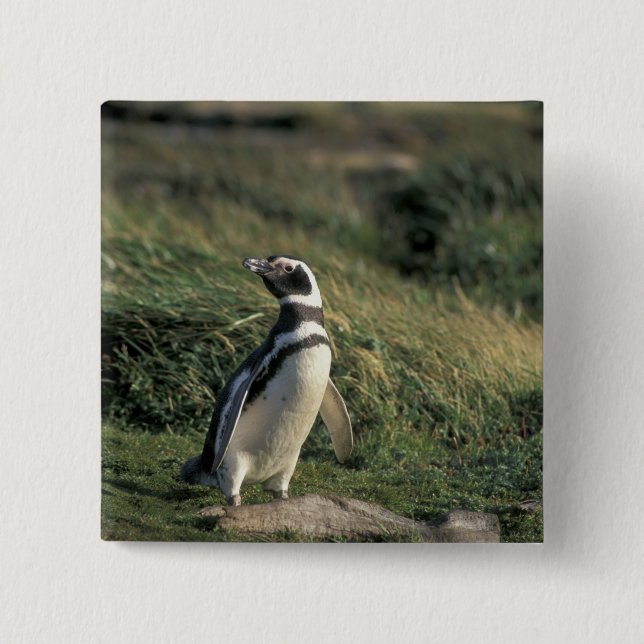 Magellanic Penguin (Spheniscus magellanicus), 2 Inch Square Button (Front)